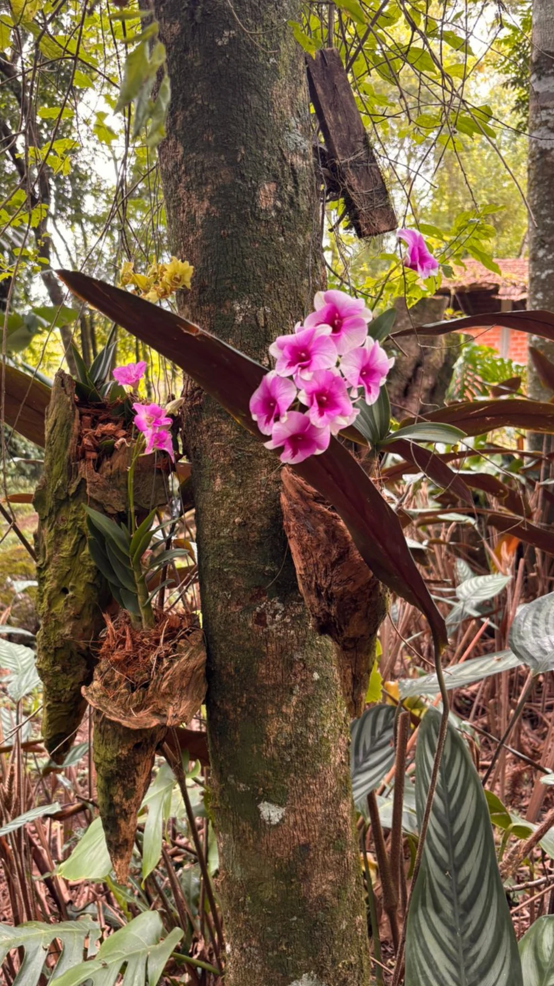 Momento vivido na Bioma Tropical — fotografia 12