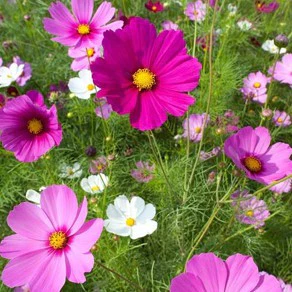 Sementes de Cosmos - Semente