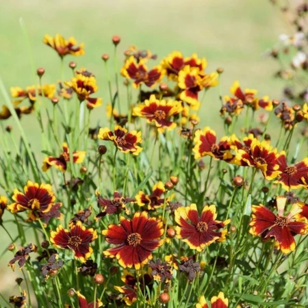 Sementes de Gabriela - Semente