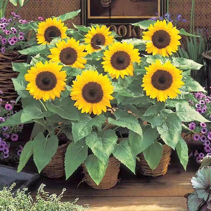 Sementes de Girassol - Semente